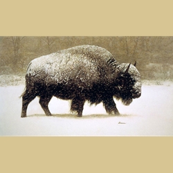 Buffalo In Storm by James Bama