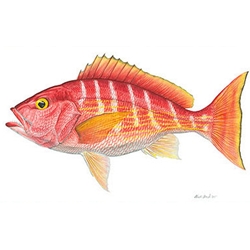 Silk Snapper by Flick Ford