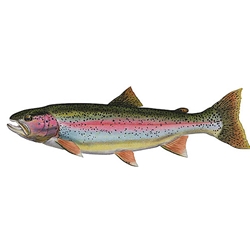 Rainbow Trout by Flick ford