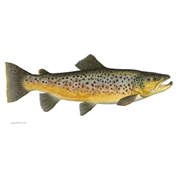 Brown Trout by Flick Ford