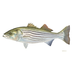 Striped Bass by Flick Ford