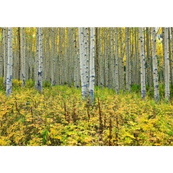 Off the Road Aspens Colorado Photography, Gallery Steamboat Springs,  Gallery Downtown Steamboat, Aspens, Fall Aspens,  Gallery Wrap, Giclee, Colorado Aspens, Barry Bailey, Mountain Traditions, Art, Gallery, Wall decor, Colorado, Aspen Colorado