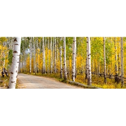 Road Less Traveled, Colorado Landscape, Steamboat Springs, Photography, Art Gallery Steamboat, Aspen Trees, Giclee Print, Gallery Wrap, Barry Bailey, Mountain Traditions, Gallery, Art, Downtown Steamboat, Durango Colorado
