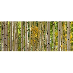San Juan Majesty, Colorado Landscape, Steamboat Springs, Photography, Art Gallery Steamboat, Aspen Trees, Giclee Print, Gallery Wrap, Barry Bailey, Mountain Traditions, Gallery, Art, Downtown Steamboat, Durango Colorado