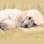 Best Loved Breeds: White Standard Poodle by John Weiss