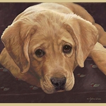Best Loved Breeds: Yellow Labrador by John Weiss
