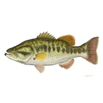 Largemouth Bass by Flick Ford
