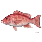 Red Snapper by Flick Ford