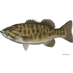 Smallmouth Bass by Flick Ford