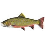 Brook Trout by Flick Ford