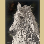 American Horse by Judy Larson
