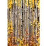 Aspen Intimacy 2008Aspen Intimacy, Colorado Photography, Gallery Steamboat Springs,  Gallery Downtown Steamboat, Aspens, Fall Aspens,  Gallery Wrap, Giclee, Colorado Aspens, Barry Bailey, Mountain Traditions, Art, Gallery, Wall decor