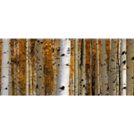 Owl Creek PassCastle Aspens, Colorado Landscape, Steamboat Springs, Photography, Art Gallery Steamboat, Aspen Trees, Giclee Print, Gallery Wrap, Barry Bailey, Mountain Traditions, Gallery, Art, Downtown Steamboat,  Colorado