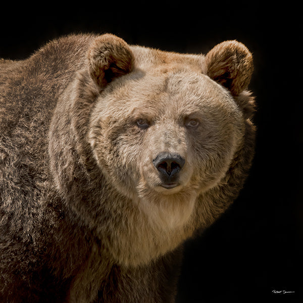 Robert Dawson- Fine Art Giclee Prints