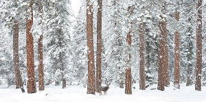 "Babe in the Woods" – Robert Dawson | Giclée on Canvas 24 x 48 Signed