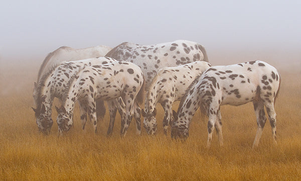 "Appaloosas in the Mist" – Robert Dawson | Giclée on Paper 24 x 36