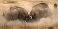 "Bison Battle" – Robert Dawson | Giclée on Canvas 24 x 48 Signed
