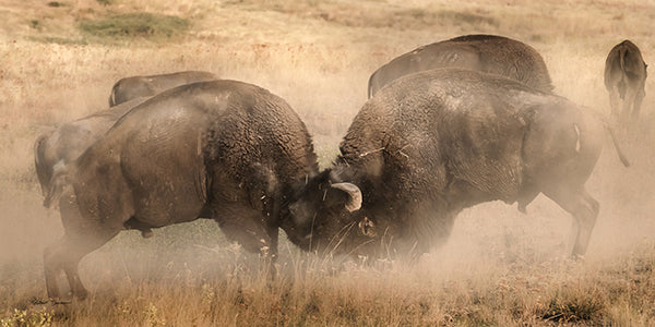 "Bison Battle" – Robert Dawson | Giclée on Canvas 24 x 48 Signed