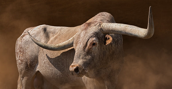 "Bring it on" – Robert Dawson | Giclée on Canvas 24 x 48 Signed