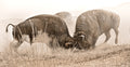 "Locking Horns"– Robert Dawson - Giclée on Canvas 24 x 48 Signed