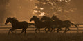 "Running Home"– Robert Dawson - Giclée on Canvas 24 x 48 Signed