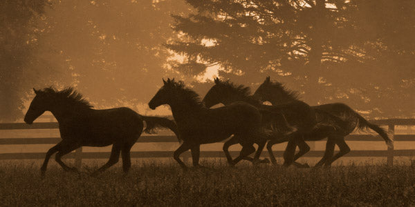 "Running Home"– Robert Dawson - Giclée on Canvas 24 x 48 Signed