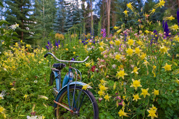 "Wild at Heart" Todd Van Fleet - Giclee on canvas  24 x 36