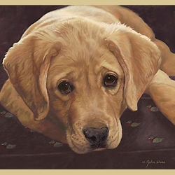 Best Loved Breeds: Yellow Labrador by John Weiss