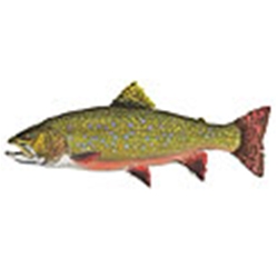 Brook Trout by Flick Ford