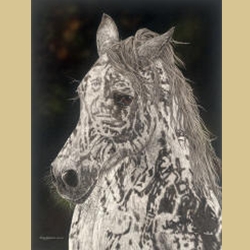 American Horse by Judy Larson
