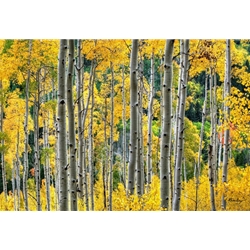 Golden Aspens, Colorado Landscape, Steamboat Springs, Photography, Art Gallery Steamboat, Aspen Trees, Giclee Print, Gallery Wrap, Barry Bailey, Mountain Traditions, Gallery, Art, Downtown Steamboat