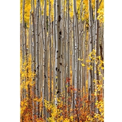 Aspen Intimacy 2008Aspen Intimacy, Colorado Photography, Gallery Steamboat Springs,  Gallery Downtown Steamboat, Aspens, Fall Aspens,  Gallery Wrap, Giclee, Colorado Aspens, Barry Bailey, Mountain Traditions, Art, Gallery, Wall decor