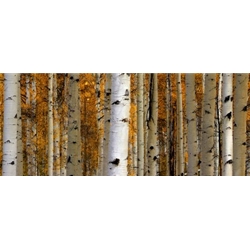Owl Creek PassCastle Aspens, Colorado Landscape, Steamboat Springs, Photography, Art Gallery Steamboat, Aspen Trees, Giclee Print, Gallery Wrap, Barry Bailey, Mountain Traditions, Gallery, Art, Downtown Steamboat,  Colorado