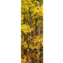 Owl Creek Pass LiteColorado Landscape, Steamboat Springs, Photography, Art Gallery Steamboat, Aspen Trees, Giclee Print, Gallery Wrap, Barry Bailey, Mountain Traditions, Gallery, Art, Downtown Steamboat