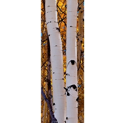 Aspen Intimacy Lite, Colorado Landscape, Steamboat Springs, Photography, Art Gallery Steamboat, Aspen Trees, Giclee Print, Gallery Wrap, Barry Bailey, Mountain Traditions, Gallery, Art, Downtown Steamboat,  Colorado