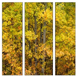 Beauty of Fall - Triptych