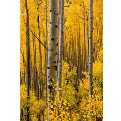 Colorado PhotographyColorado Photography, Steamboat Springs, Retail in downtown Steamboat. Gallery Wrap. Affordable Steamboat Springs Landscape Photography