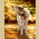 Wolfsong by Bonnie Marris