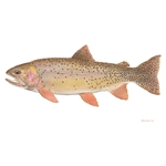Yellowstone Cutthroat Trout by Flick Ford