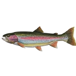 Rainbow Trout by Flick ford