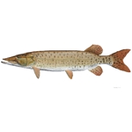 Muskellunge by Flick Ford
