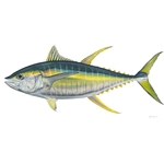 Yellow Fin Tuna by Flick Ford