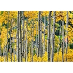 Golden Aspens, Colorado Landscape, Steamboat Springs, Photography, Art Gallery Steamboat, Aspen Trees, Giclee Print, Gallery Wrap, Barry Bailey, Mountain Traditions, Gallery, Art, Downtown Steamboat