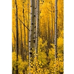 Aspen Intimacy, Colorado Photography, Gallery Steamboat Springs,  Gallery Downtown Steamboat, Aspens, Fall Aspens,  Gallery Wrap, Giclee, Colorado Aspens, Barry Bailey, Mountain Traditions, Art, Gallery, Wall decor