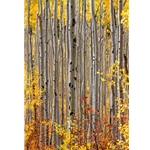 Aspen Intimacy 2008Aspen Intimacy, Colorado Photography, Gallery Steamboat Springs, Gallery Downtown Steamboat, Aspens, Fall Aspens, Gallery Wrap, Giclee, Colorado Aspens, Barry Bailey, Mountain Traditions, Art, Gallery, Wall decor