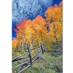 Red Aspen FenceRed Aspen Fence, Colorado Photography, Gallery Steamboat Springs,  Gallery Downtown Steamboat, Aspens, Fall Aspens,  Gallery Wrap, Giclee, Colorado Aspens, Barry Bailey, Mountain Traditions, Art, Gallery, Wall decor