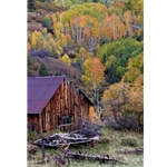Last Dollar Barn, Colorado Photography, Gallery Steamboat Springs,  Gallery Downtown Steamboat, Aspens, Fall Aspens,  Gallery Wrap, Giclee, Colorado Aspens, Barry Bailey, Mountain Traditions, Art, Gallery, Wall decor