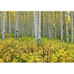 Off the Road Aspens Colorado Photography, Gallery Steamboat Springs,  Gallery Downtown Steamboat, Aspens, Fall Aspens,  Gallery Wrap, Giclee, Colorado Aspens, Barry Bailey, Mountain Traditions, Art, Gallery, Wall decor, Colorado, Aspen Colorado