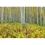 Off the Road Aspens Colorado Photography, Gallery Steamboat Springs, Gallery Downtown Steamboat, Aspens, Fall Aspens, Gallery Wrap, Giclee, Colorado Aspens, Barry Bailey, Mountain Traditions, Art, Gallery, Wall decor, Colorado, Aspen Colorado