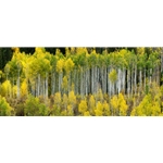 Castle Aspens, Colorado Landscape, Steamboat Springs, Photography, Art Gallery Steamboat, Aspen Trees, Giclee Print, Gallery Wrap, Barry Bailey, Mountain Traditions, Gallery, Art, Downtown Steamboat,  Colorado